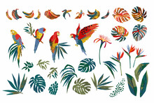 Vector Illustrations Of Parrots, Tropical Leaves, Bananas. Clipart, Isolated Elements.