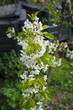 white flowers on the cherry column tree in spring in the garden