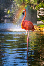Single Isolated Flamingo Bird Standing On In The Water With Rainbow In The Background