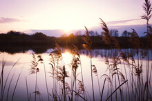 Lake And Reeds In The Foreground At Sunset