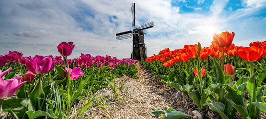 Wall Mural - Panorama of landscape with red pink blooming colorful tulip field, traditional dutch windmill and blue cloudy sky in Netherlands Holland , Europe - Tulips flowers background panoramic banner..