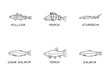 fish doodle isolated vector set
