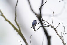 Blue And White Flycatcher On A Branch