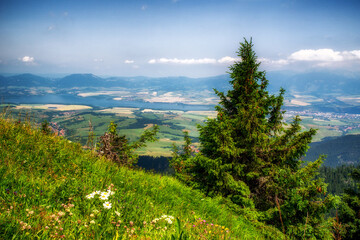 Wall Mural - Summer mountain meadow on hillside of hill