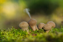 Puffball Fungus (Lycoperdon Perlatum) Spores Reproduction Smoke Mushroom