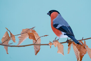 Wall Mural - Bullfinch ( Pyrrhula pyrrhula ), male, perched on a branch.