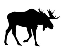 Moose Silhouette Isolated On A White Background