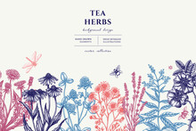 Tea Herbs Hand Drawn Illustration Design. Background With Vintage Chamomile, Cinnamon Rose, Etc.
