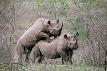 Two Rhinos Mating