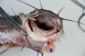 Structure of Clarias gariepinus in the laboratory.