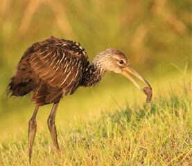 Poster - Juvenile Limpkin Feeding