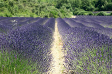 Selective Focus On First Rows Of Lavender Spikelets In Long Lines Of Planting Lavender On Cultivated Field. Vaucluse, Provence, France