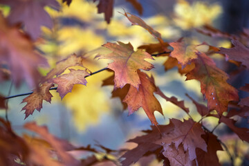 Canvas Print - Autumn leaves