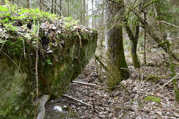 Wall Mural - A close up on an old damaged bunker or bomb shelter hidden in the middle of a dense forest or moor and covered with moss, grass, trees and other flora spotted during a hike in spring in Poland