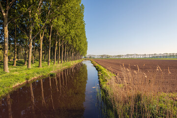 Wall Mural - Long row of trees reflected in the mirror-smooth water surface of a wide stream. It is a sunny day in the spring season. The photo was taken in the province of North Brabant.