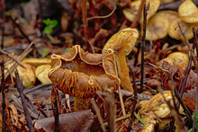 Old Decaying Chanterelle Mushrooms On The Forest Floor