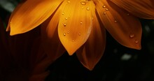 Gazania Yellow Flower Closeup Macro With Water Drops