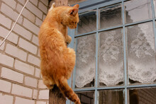 Cat Climbs The Pole.