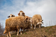 Small Flock Of Sheep With Ram On Meadow In Early Spring On Sky Background