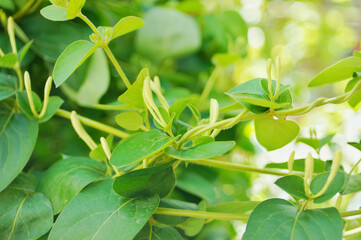 Wall Mural - Spring household climbing vine green plant honeysuckle white bud vitality