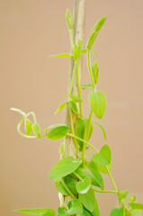 Wall Mural - Spring household climbing vine green plant honeysuckle white bud vitality