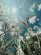summer daisies against the blue sky and the sun, wide angle view from below
