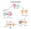 T-Cell activation diagram, helper T-cell and cytotoxic T-cell vector illustration 