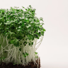 Micro Green Plant Grows On White Background. Healthy Raw Ecology Food