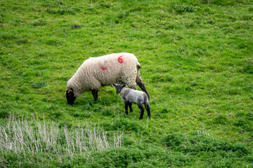 Canvas Print - white sheep with a black face and legs with her cute lamb in the meadow