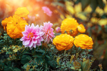 Dalie I Jaskry, Różowe I żółte Wiosenne Kwiaty Jako Ozdoba W Ogrodzie	