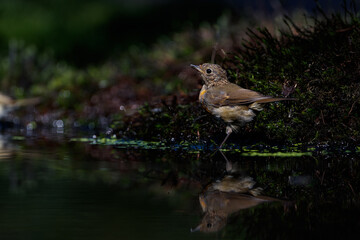 Canvas Print - Juvenile European Robin (Erithacus rubecula), known simply as the robin or robin redbreast searching for food in the forest in the Netherlands