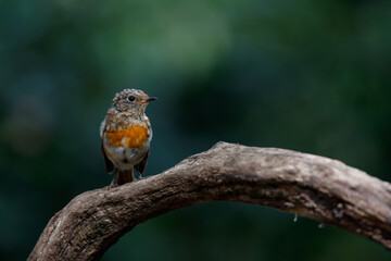 Poster - Juvenile European Robin (Erithacus rubecula), known simply as the robin or robin redbreast searching for food in the forest in the Netherlands