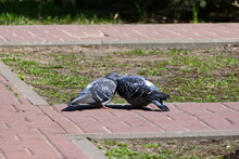 Two Blue Pigeons On The Street.