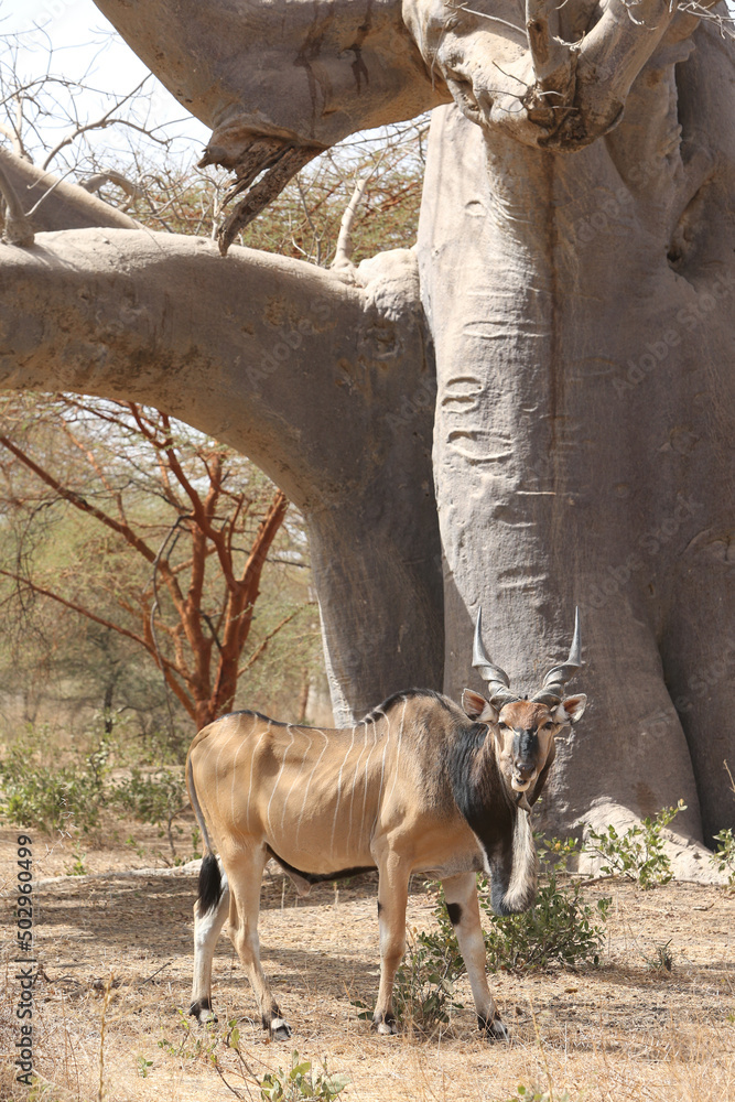 Giant eland (Taurotragus derbianus), also known as Lord Derby eland, savanna antelope in Bandia reserve, Senegal, Africa. African animal. Antelope, giant eland, taurotragus derbianus. Safari in Africa