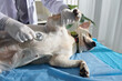 © DragonImages - Veterinarian in medical gloves listening to breath of labrador retriever dog lying on medical table during annual examination