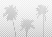 Set Of Palm Tree Shadows. Three Natural Silhouettes Isolated On Transparent Background. Vector Realistic Mockup. Original Background. EPS10.