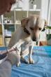 © DragonImages - Veterinarian taking small blood samples from leg of labrador dog