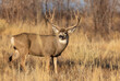 Buck Mule Deer During the Rut in Colorado in Autumn