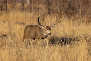 Poster - Buck Mule Deer During the Rut in Colorado in Autumn