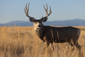 Poster - Buck Mule Deer During the Rut in Colorado in Autumn