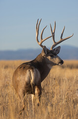 Poster - Buck Mule Deer During the Rut in Colorado in Autumn