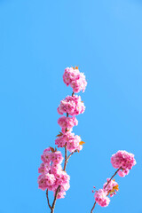 Wall Mural - sakura - japanese cherry blossoms against blue sky