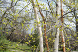 Fototapeta Dmuchawce - birch tree in spring