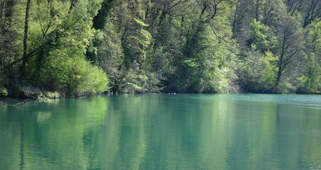 Sticker - reflection of trees in water