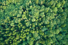 Aerial View Of Green Pine Forest With Dark Spruce Trees. Nothern Woodland Scenery From Above