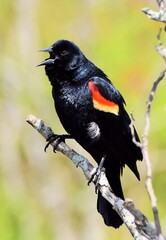 Wall Mural - red winged blackbird