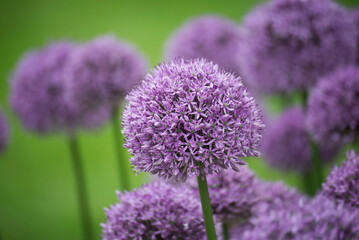 Wall Mural - Closeup of purple allium blossom in a public garden