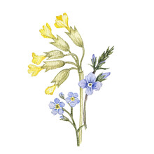 Watercolor Drawing Bouquet Of Spring Flowers, Forget-me-not,cowslip And Speedwell Isolated At White Background , Hand Drawn Botanical Illustration