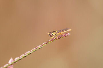 Canvas Print - Beautiful colorful fly