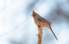 Beautiful Female Northern Cardinal Sitting On A Tree Limb, Backlit By Winter Sun; With Her Crest Feathers Extended